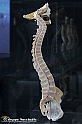 VBS_3048 - Colonna vertebrale - Mostra Body Worlds